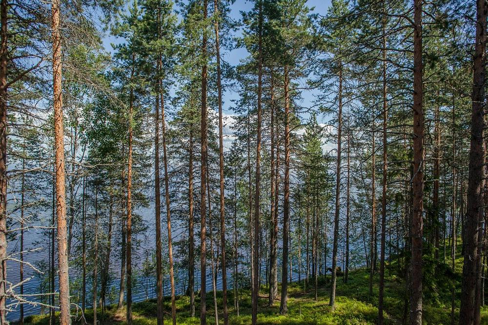 Гостевой комплекс Сямозерье - главное фото